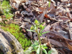 Ranunculus micranthus