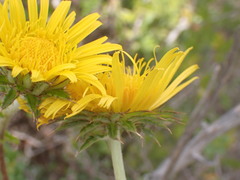 Berkheya decurrens