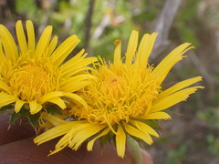 Berkheya decurrens