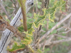 Berkheya decurrens