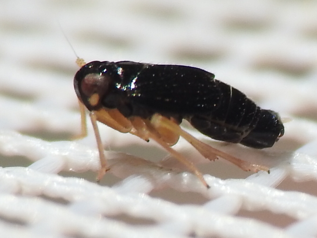 Flavoclypeus nitens