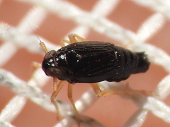 Flavoclypeus nitens