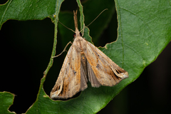 Hypena labatalis