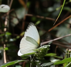 Appias epaphia contracta