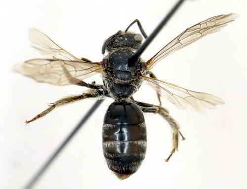 Lasioglossum bimaculatum