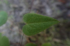 Dioscorea burchellii