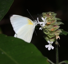 Appias epaphia contracta