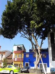 Ficus