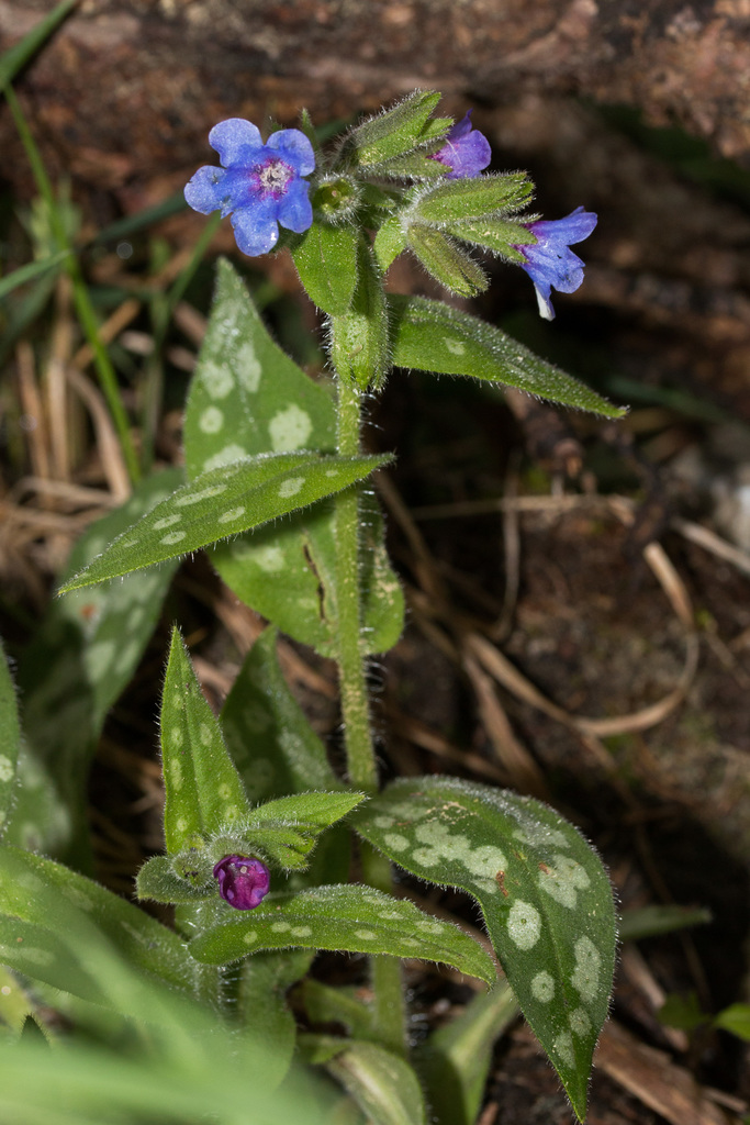 Pulmonaria stiriaca