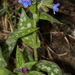 Pulmonaria stiriaca - Photo (c) Samuel Messner, some rights reserved (CC BY-NC), uploaded by Samuel Messner