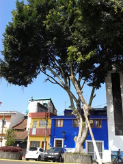 Ficus
