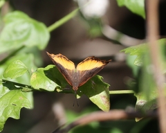 Eurytela dryope