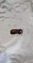 Trypodendron