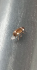 Trypodendron