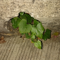 Coccinia grandis