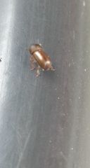 Trypodendron