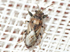 Phlegyas abbreviatus