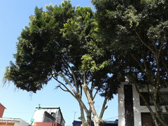 Ficus