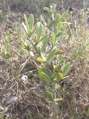 Gymnosporia elliptica