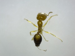 Trichomyrmex destructor