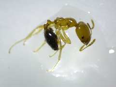 Trichomyrmex destructor