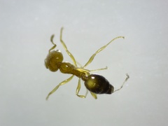 Trichomyrmex destructor