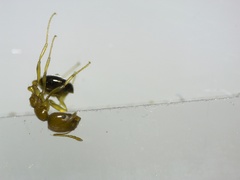 Trichomyrmex destructor