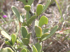 Gymnosporia elliptica