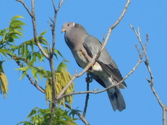 Patagioenas fasciata