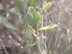 Gymnosporia elliptica