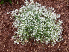 Euphorbia leucocephala
