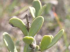 Gymnosporia elliptica