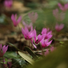 Cyclamen repandum