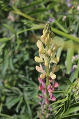 Lupinus gredensis
