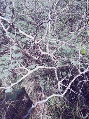 Senegalia polyacantha