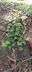 Hedera helix