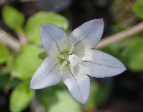 Image of Wahlenbergia procumbens by (c) Nicola van Berkel, some rights reserved (CC BY-SA)