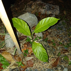 Magnoliopsida