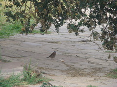 Zonotrichia capensis