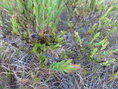 Leucadendron stelligerum