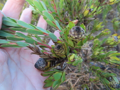 Leucadendron stelligerum