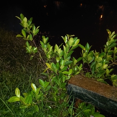 Ficus microcarpa