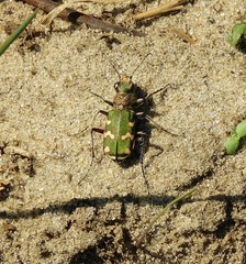 Cicindela soluta