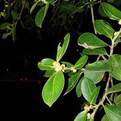Ficus microcarpa