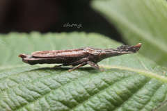 Nacolus assamensis