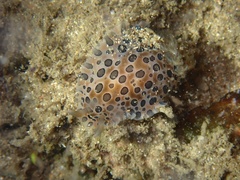Dendrodoris guttata