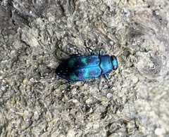 Chrysobothris scitula