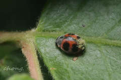 Platynaspis maculosa