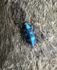 Chrysobothris scitula