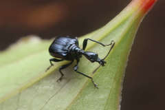 Cycnotrachelus cyanopterus